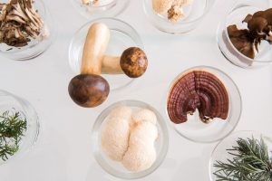 Most Mushroom Products Aren’t What They Claim