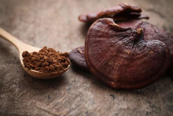 reishi mushroom for stress and anxiety