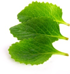 borage leaf for depression treatment