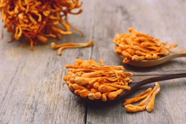 Cordyceps mushrooms for stress and anxiety