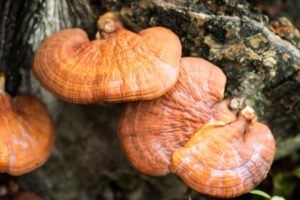 Reishi Mushrooms - HIV, AIDS and Cancer