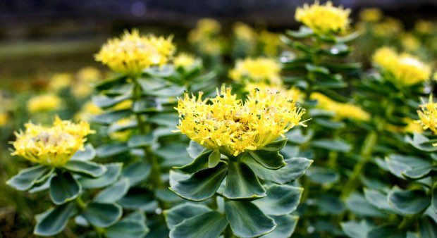 rhodiola rosea