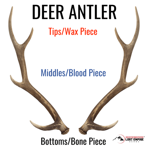 Deer Antler Top Middle Bottom Pieces Wax Blood Bone