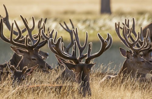 Red Deer Antler Velvet