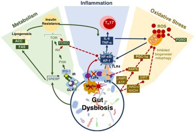 gut health dysbiosis