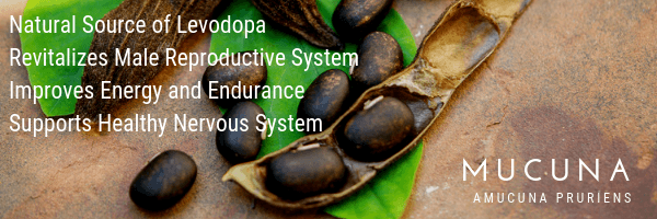 Mucuna pruriens bean - natural source of Levodopa (L-Dopa)