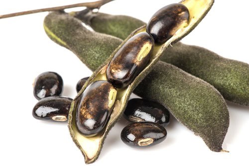 Mucuna pruriens bean