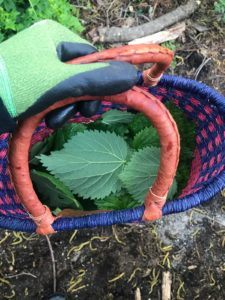 foraging for Nettle leaves to use in Urtification