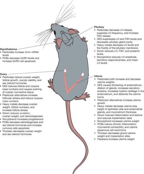 Rat Endocrine Disruption
