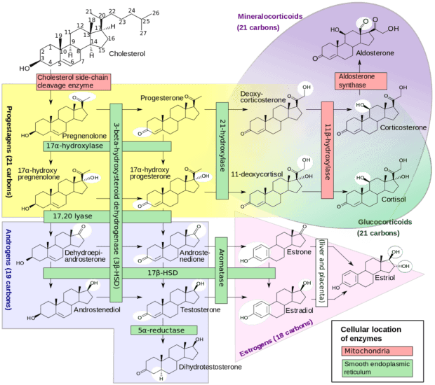 Steroidogenesis diagram