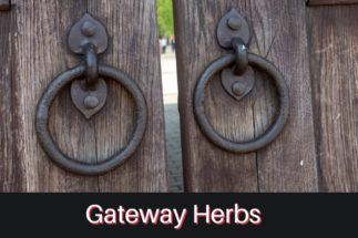 Gateway Herbs