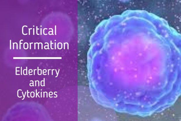 Critical Information: Elderberry and Cytokines