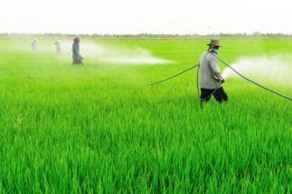 Insecticides…not just Poisonous to Insects