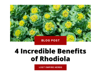 4 Incredible Benefits of Rhodiola
