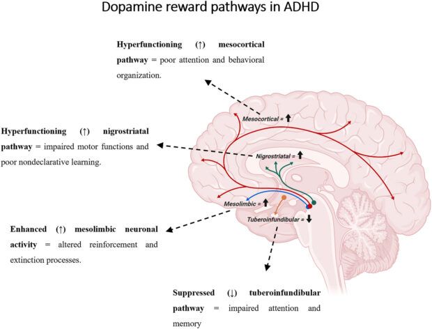 Dopamine Reward Pathways in ADHD