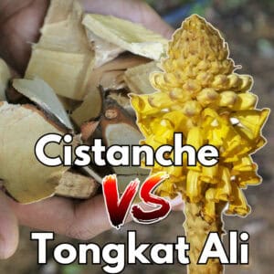 Cistanche vs Tongkat Ali