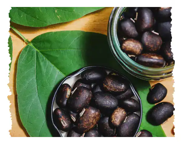 Black elderberries in a glass jar and bowl on a wooden surface with green leaves.